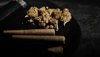 cannabis-dark-setting-marijuana-bud-260nw-1708476727